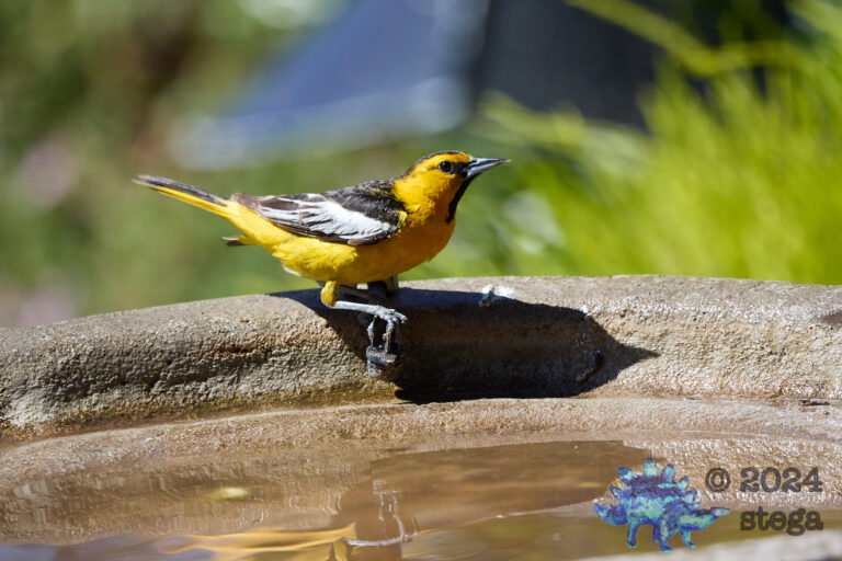 Bullock’s Oriole
