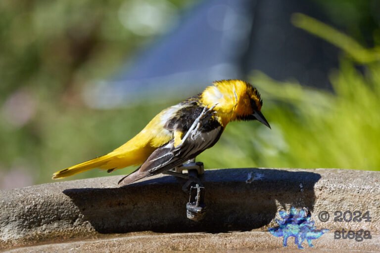 Bullock’s Oriole