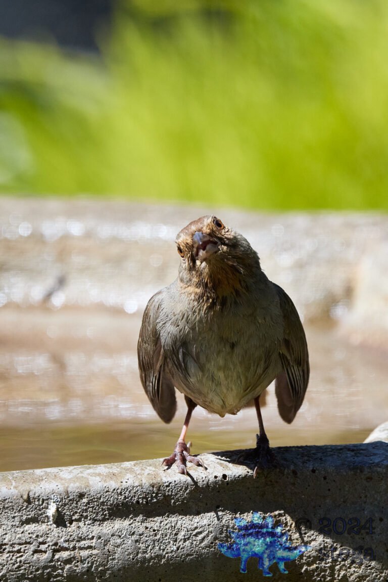California Towhee