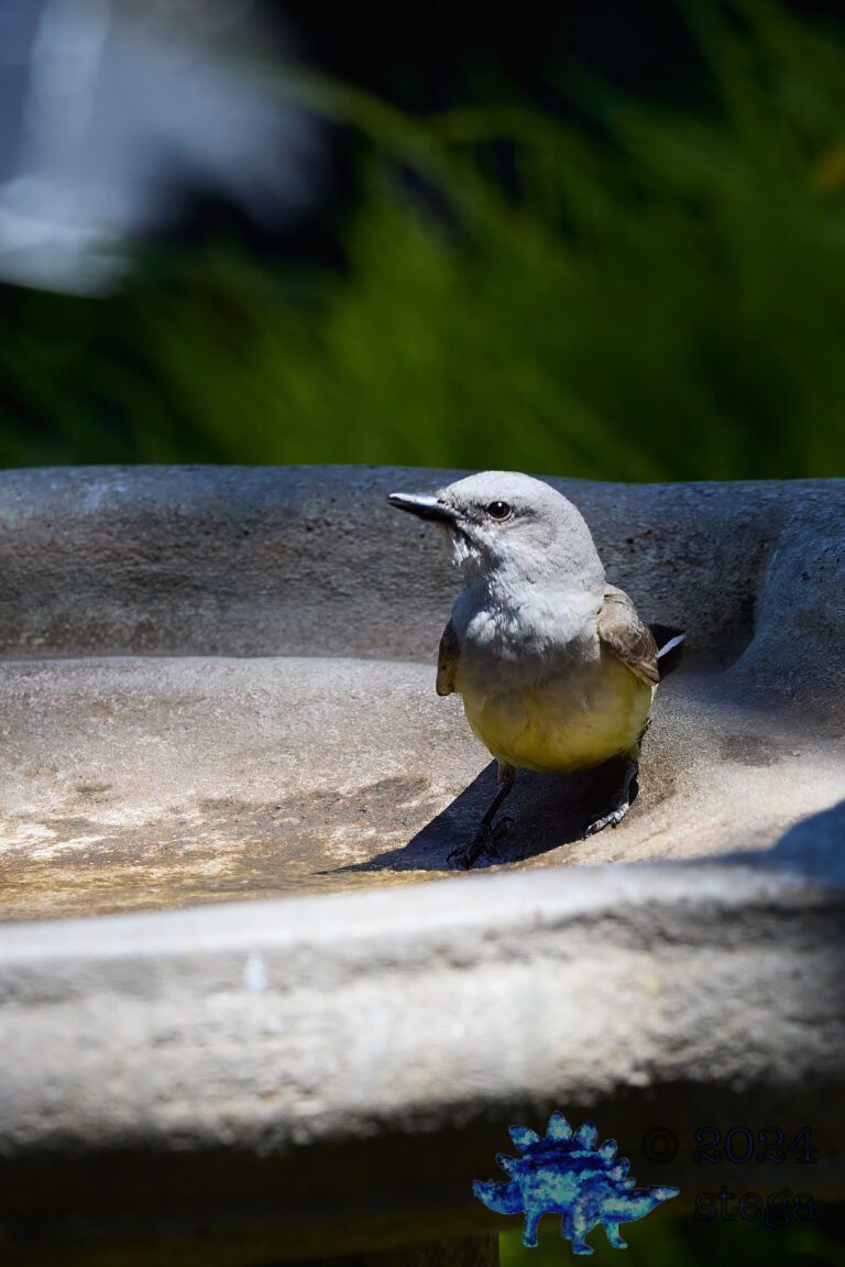 Western Kingbird