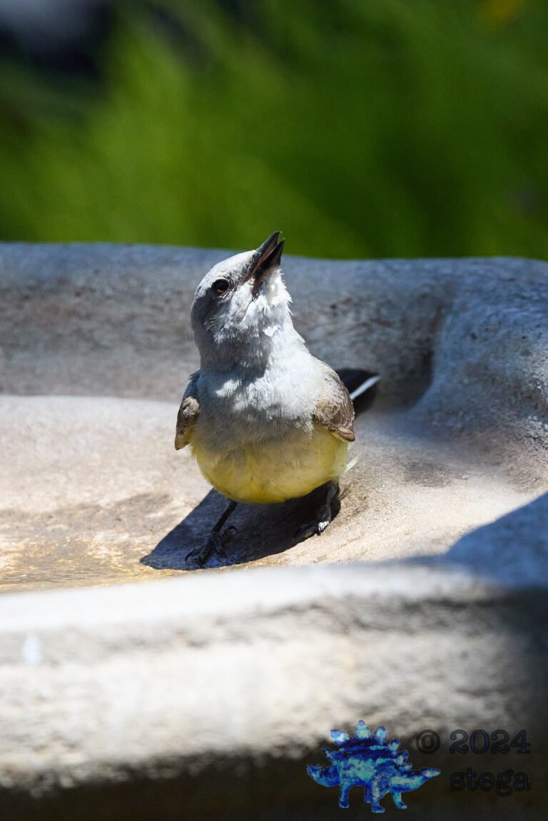 Western Kingbird