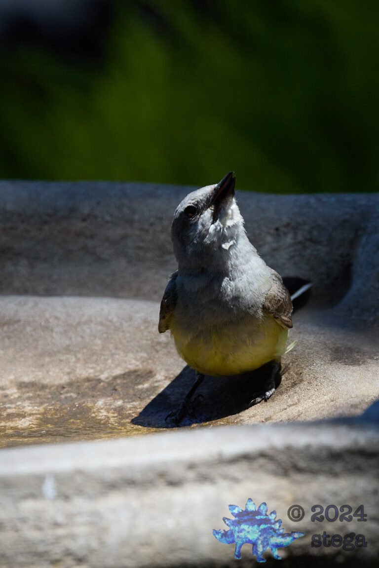 Western Kingbird