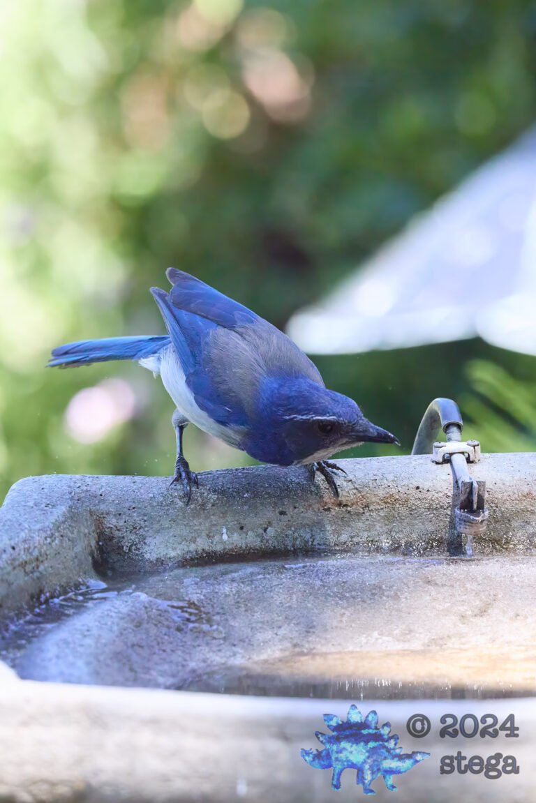 California Scrub Jay Week