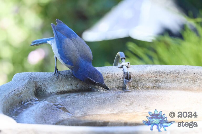 California Scrub Jay Week