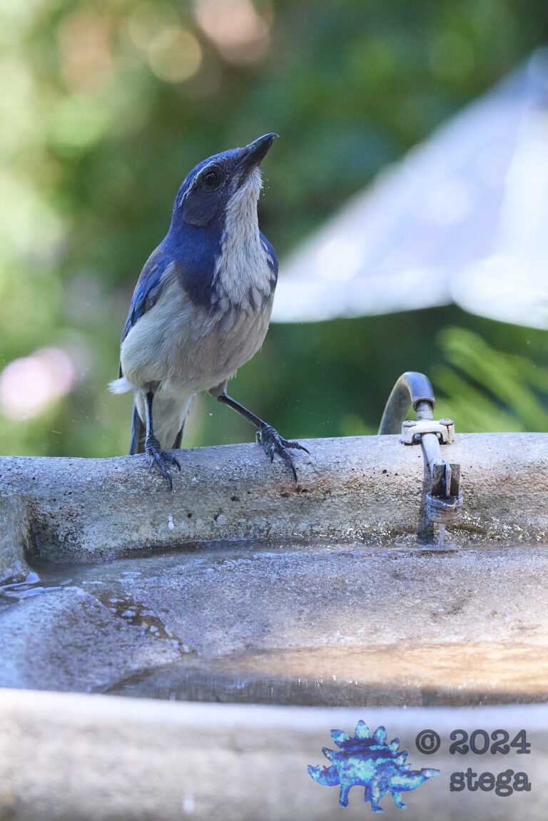 California Scrub Jay Week