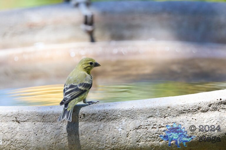 American Goldfinch