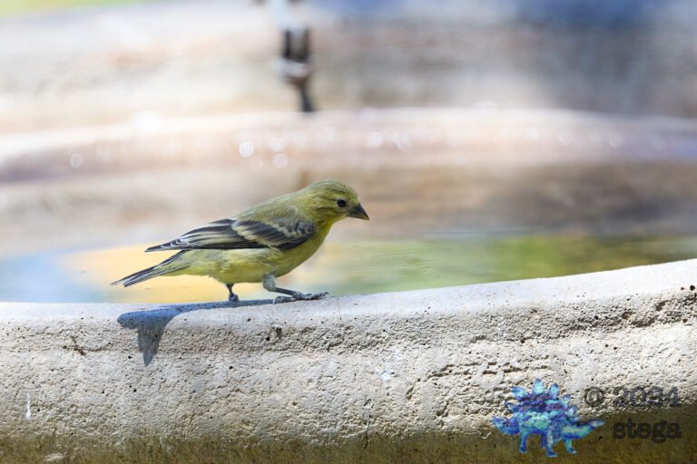 American Goldfinch