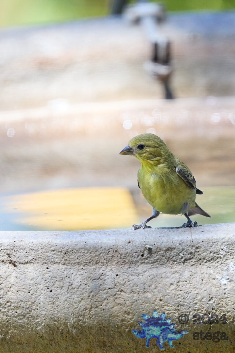 American Goldfinch