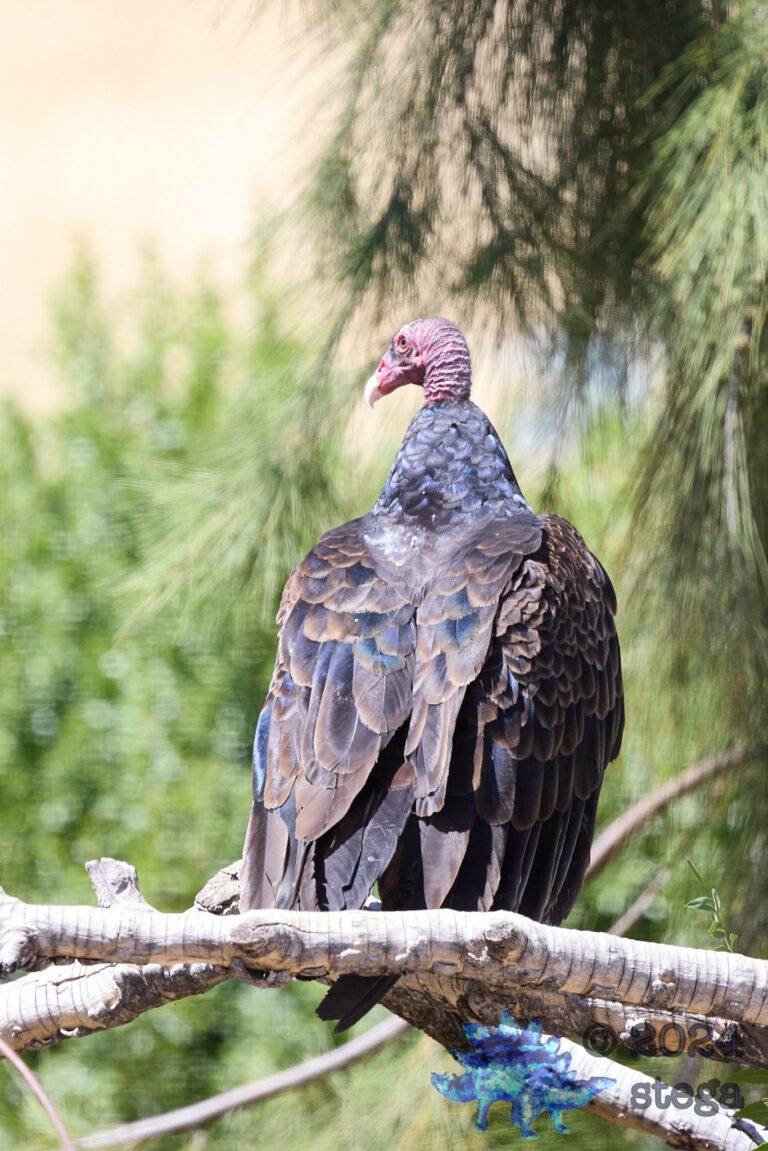 Turkey Vulture