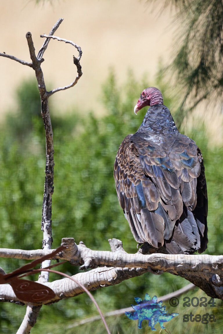 Turkey Vulture