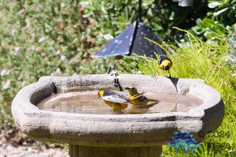 Many Orioles