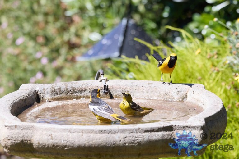 Many Orioles