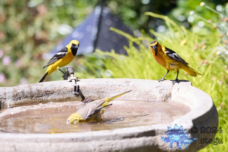 Many Orioles