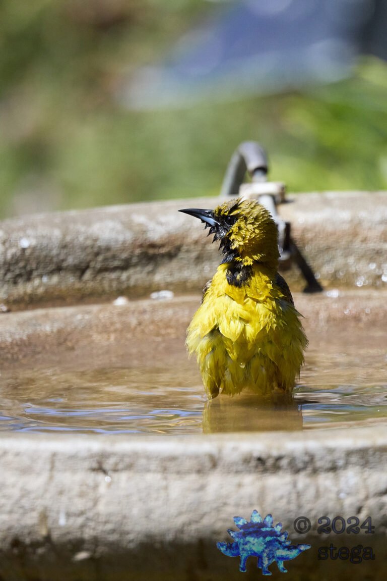 Hooded Oriole
