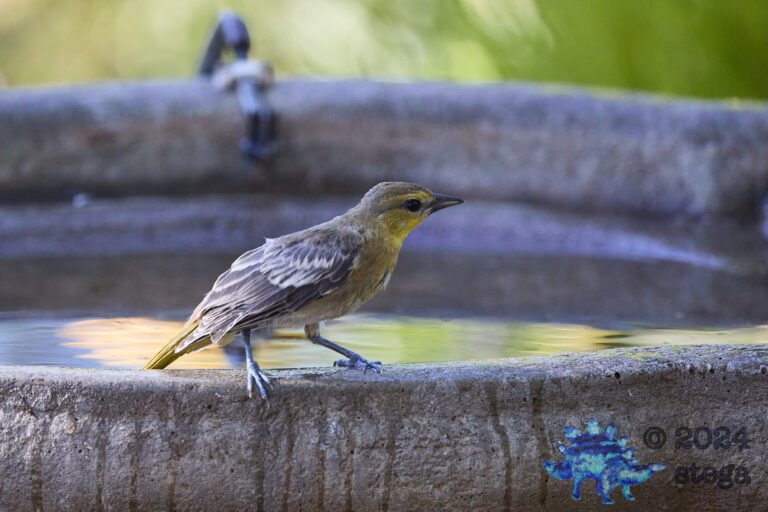 Bullock’s Oriole