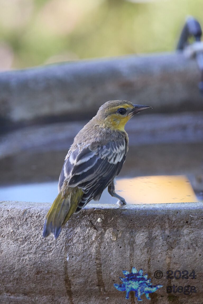 Bullock’s Oriole