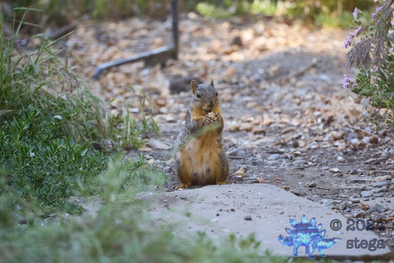 Fox Squirrel