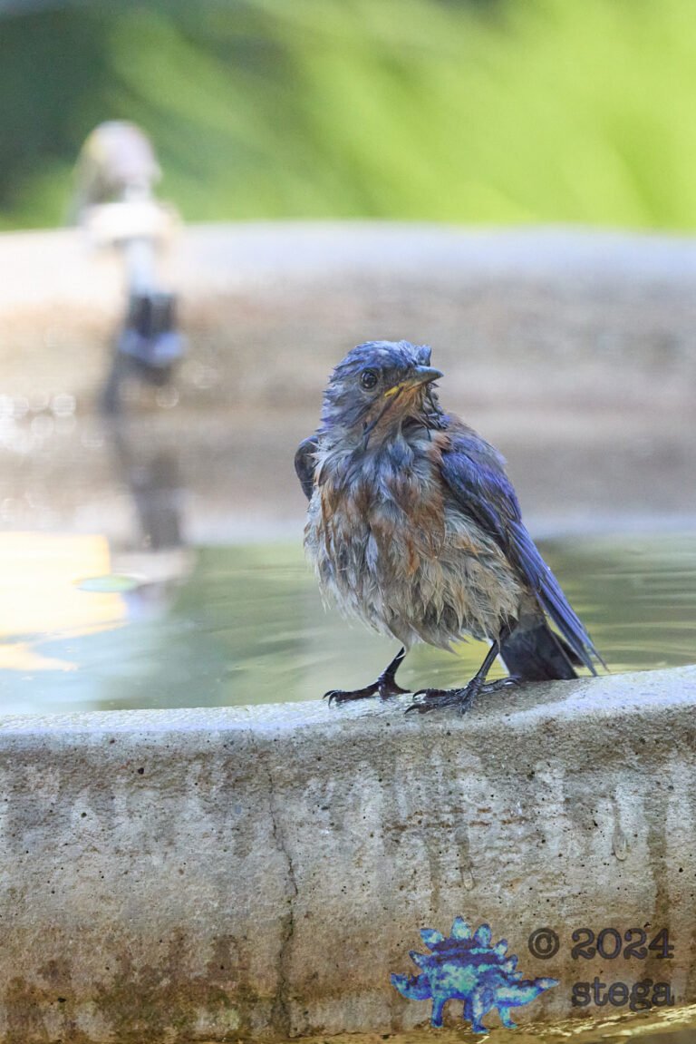 Western Bluebird