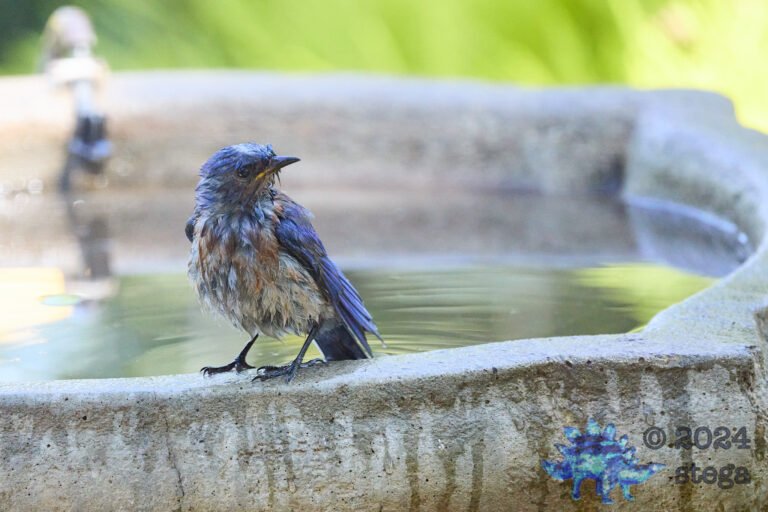 Western Bluebird