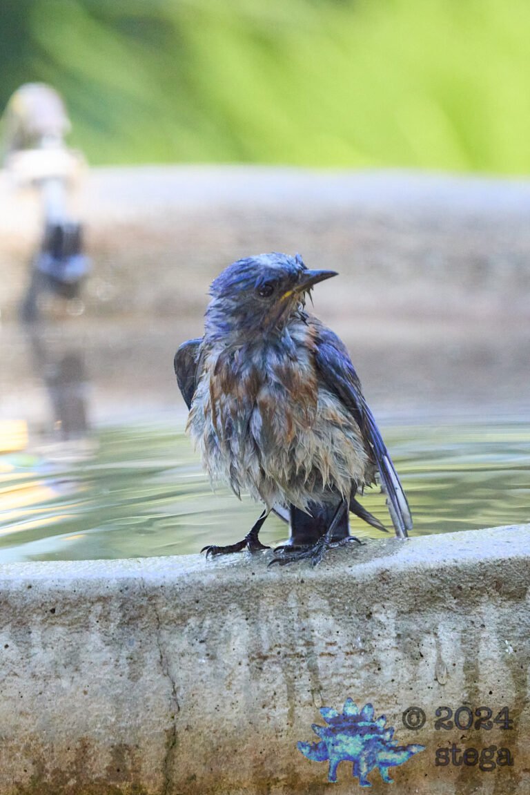 Western Bluebird