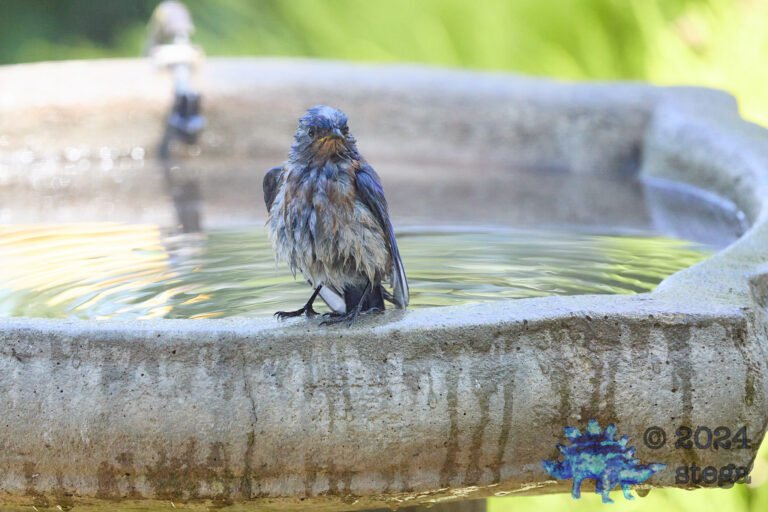 Western Bluebird