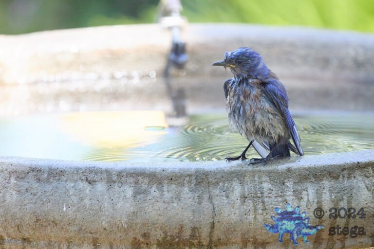Western Bluebird