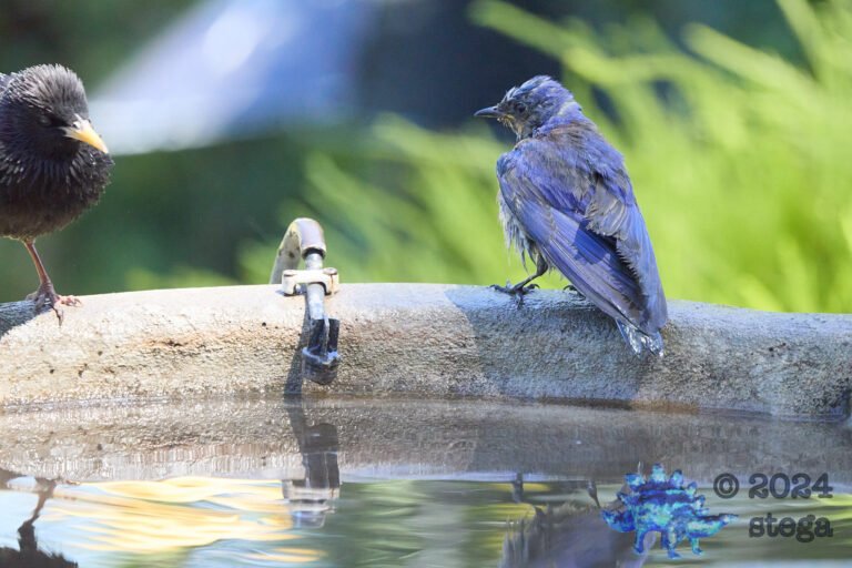 Western Bluebird