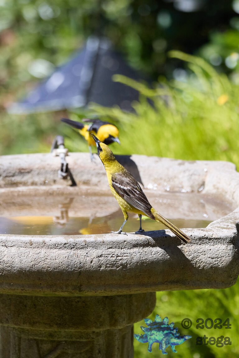 Hooded Oriole