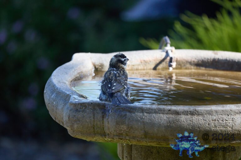Black-Headed Grosbeak