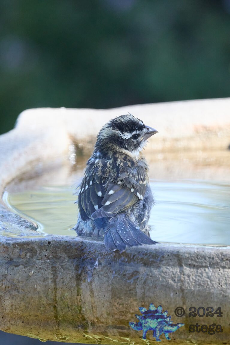 Black-Headed Grosbeak