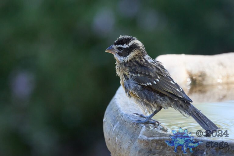 Black-Headed Grosbeak