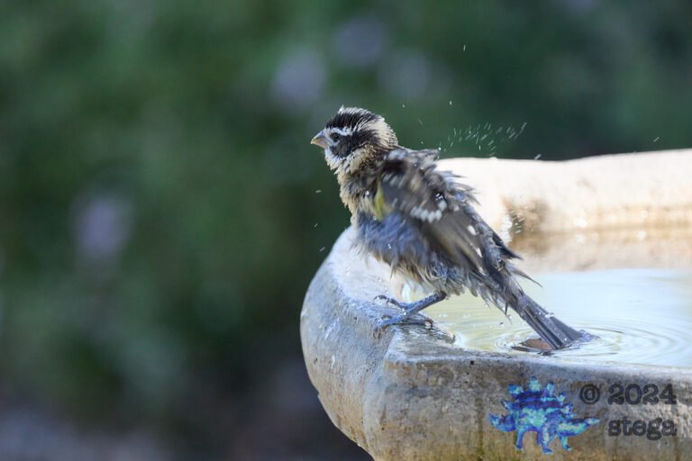 Black-Headed Grosbeak