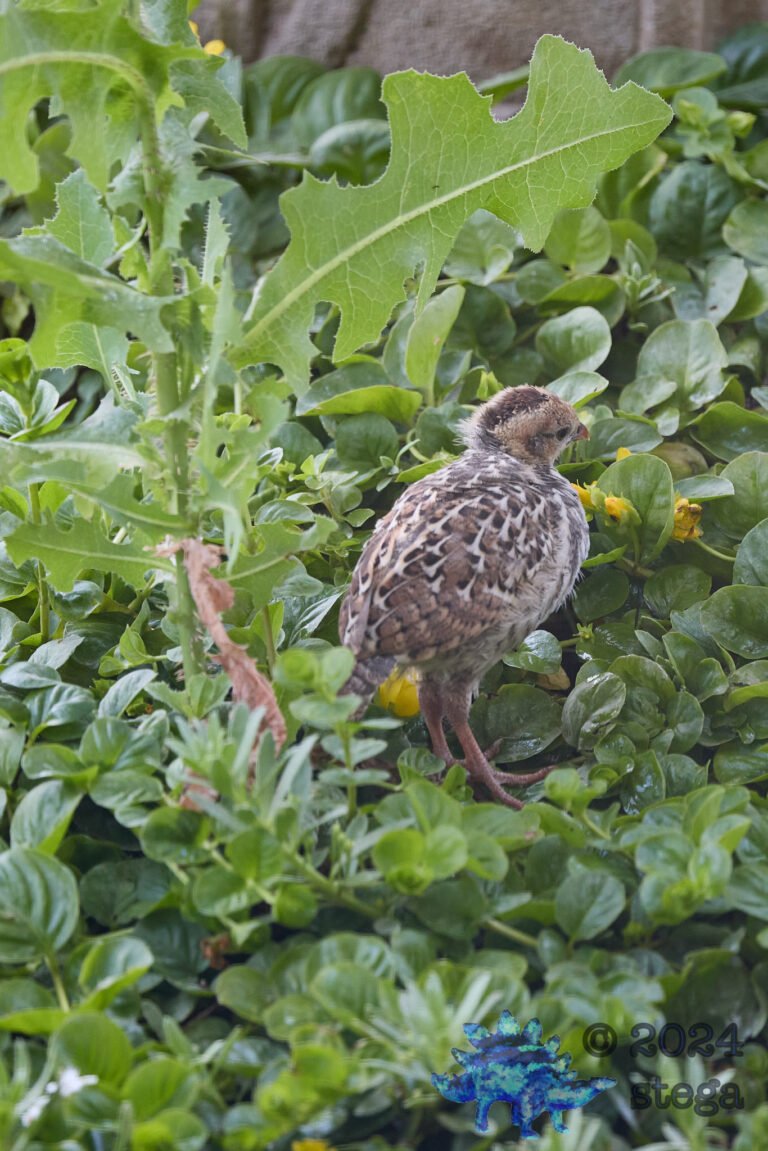 California Quail