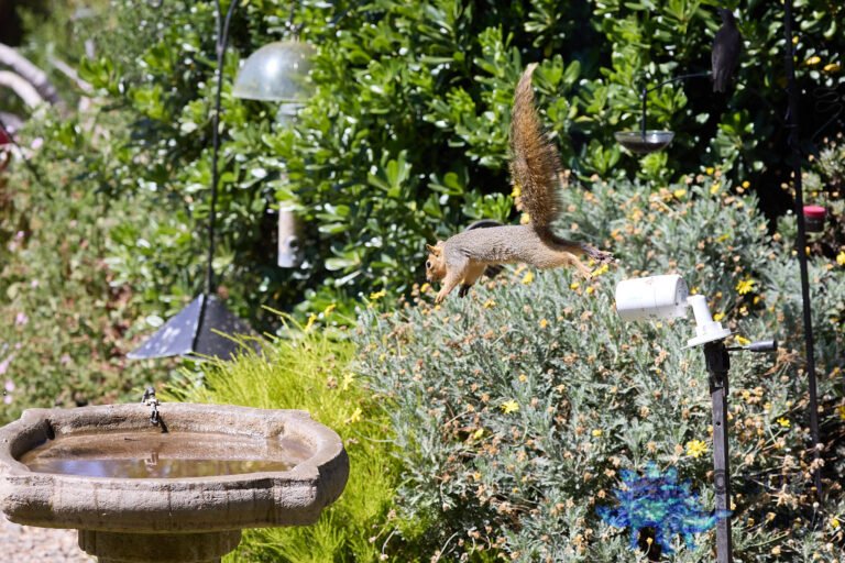 Fox Squirrel