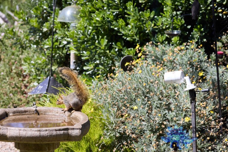 Fox Squirrel