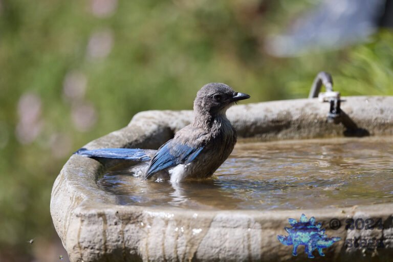 California Scrub Jay Week