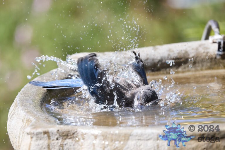 California Scrub Jay Week