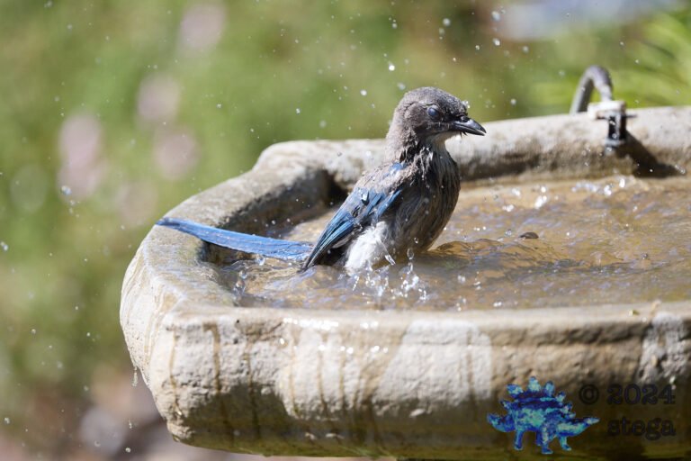 California Scrub Jay Week