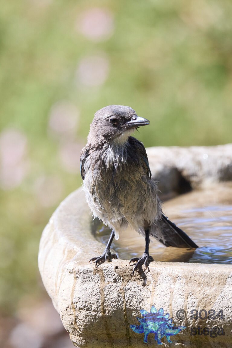 California Scrub Jay Week
