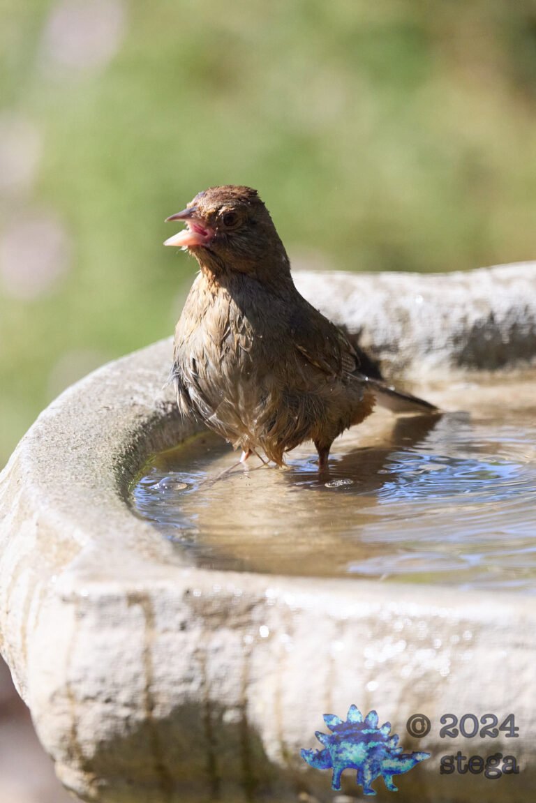 California Towhee
