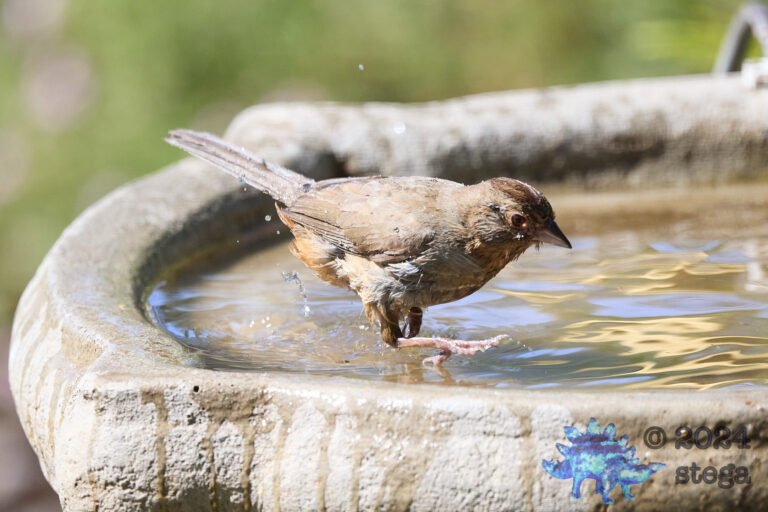 California Towhee