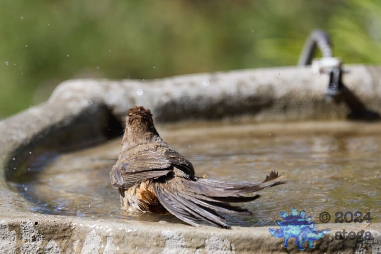 California Towhee