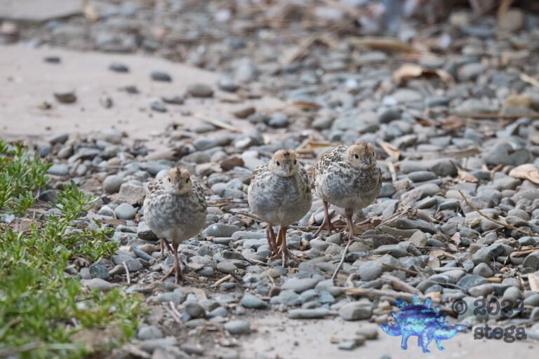 California Quail