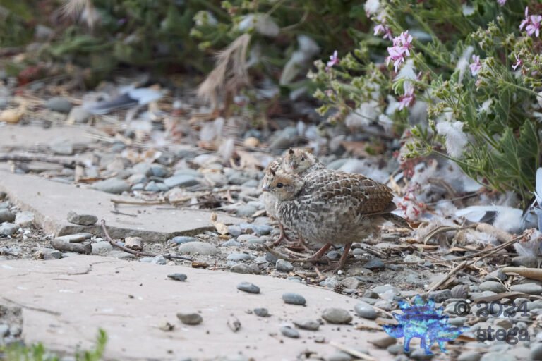 California Quail Week