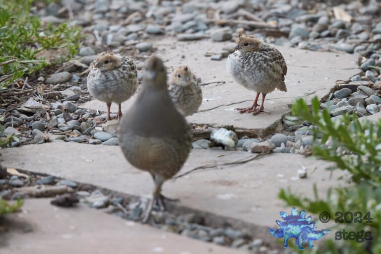 California Quail Week