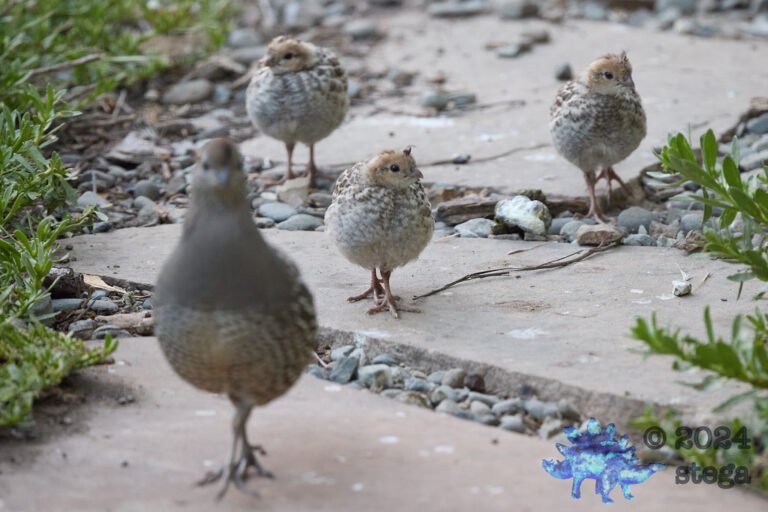 California Quail Week