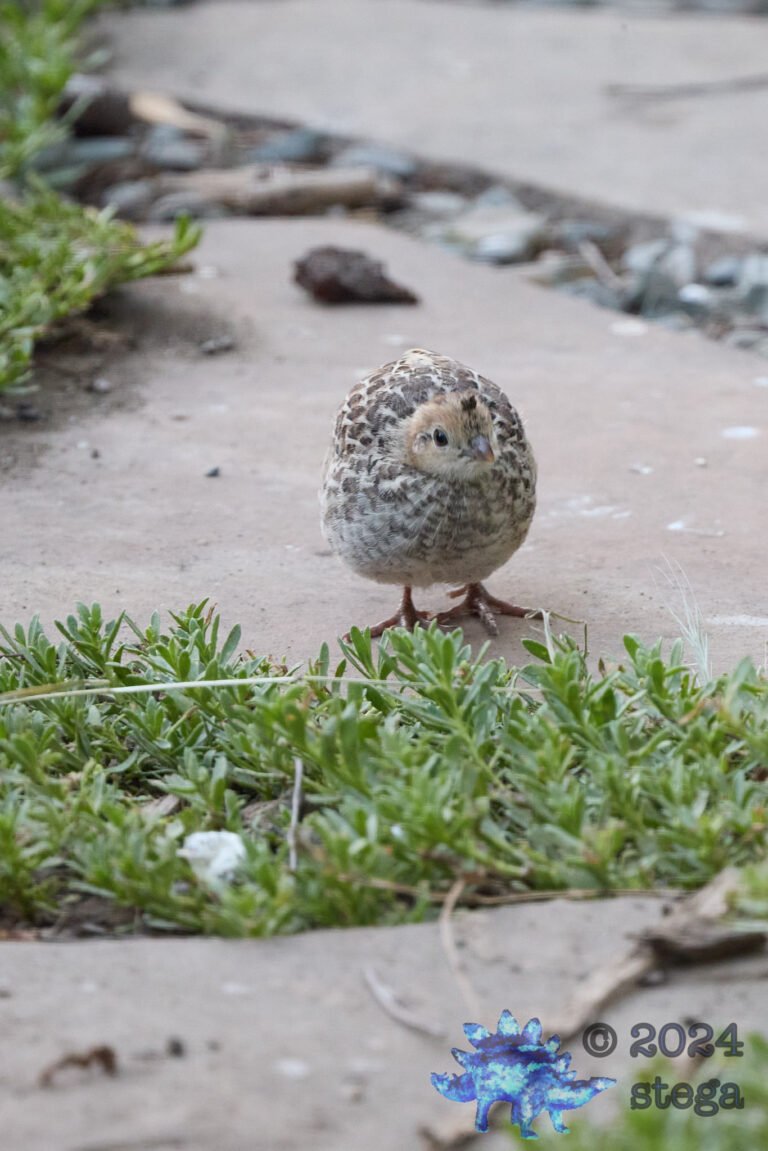 California Quail Week