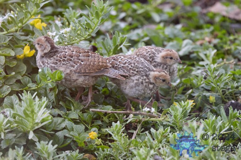 California Quail Week