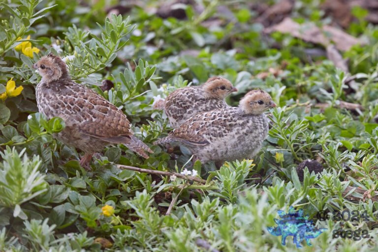 California Quail Week