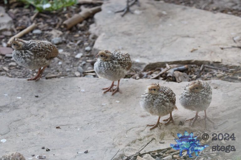 California Quail Week
